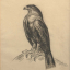 Gaston SUISSE (1896-1988) - Aigle de profil.